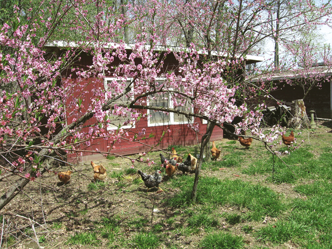 FIGURE 2 My peach trees grow well in a forest glade around the chicken coop - photo 2