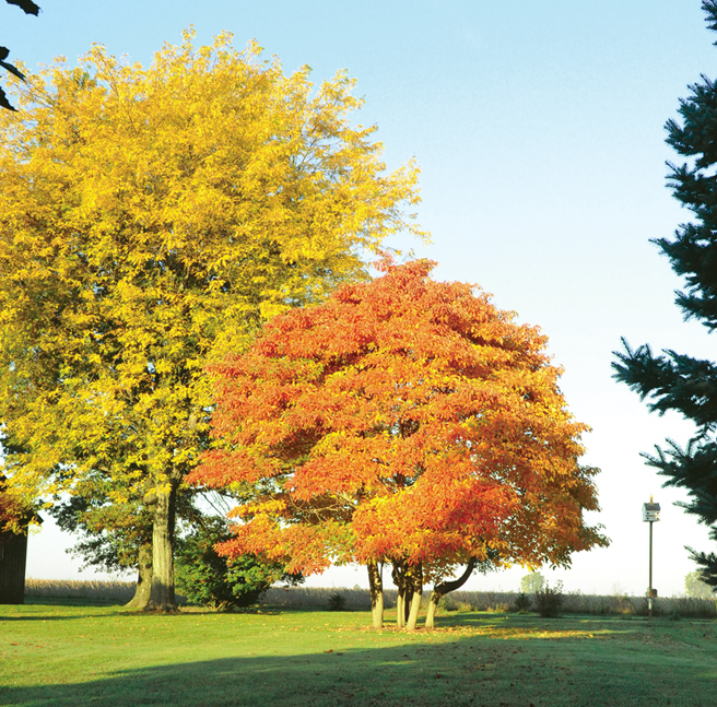 FIGURE 5 Sassafras is a woodland tree that also makes a beautiful lawn - photo 5