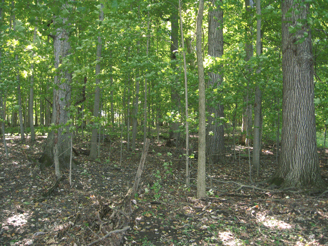 FIGURE 6 Mixed-growth woodland like this site next to our house will yield a - photo 6