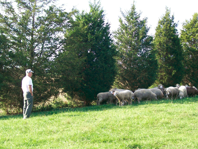 FIGURE 7 The author with his sheep in front of a cedar fencerow The cedar - photo 7