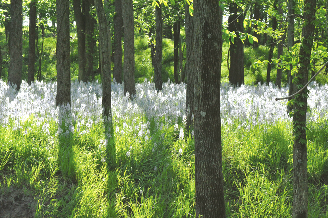 FIGURE 9 Almost miraculously this lovely ground cover of wild hyacinths - photo 9