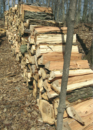 FIGURE 11 The bees on this hickory firewood may be hard to see in the photo - photo 11