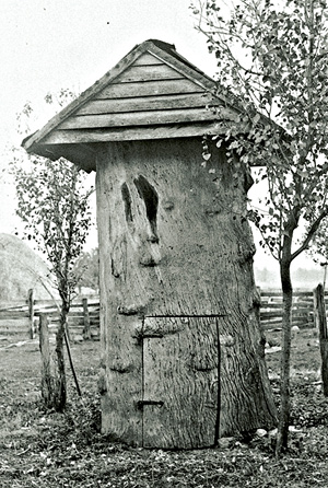 FIGURE 12 Sycamore trees often become hollow in old age Pioneers used them - photo 12