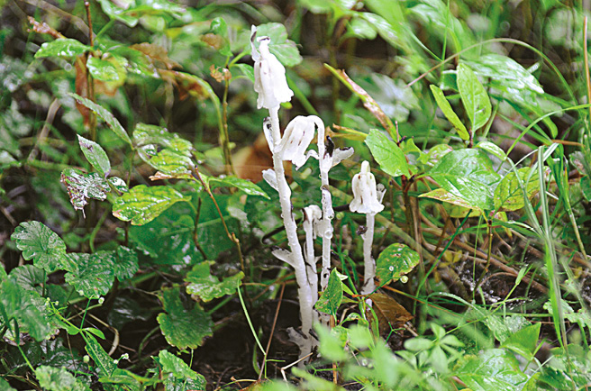 FIGURE 16 Indian pipe often referred to as the ghost-flower because lacking - photo 16