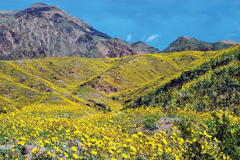 WANDER THROUGH WILDFLOWERS IN DEATH VALLEY Death Valley blooms in ephemeral - photo 7