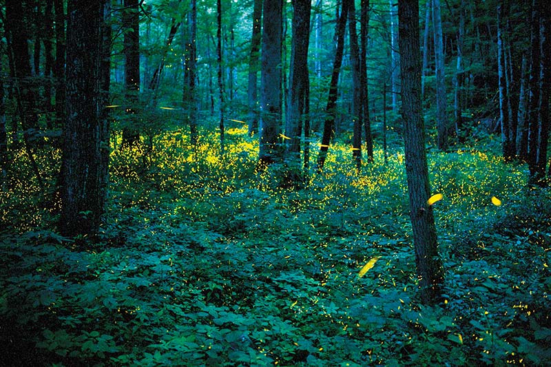 GATHER FOR FIREFLIES IN GREAT SMOKY For two short weeks in late spring - photo 14