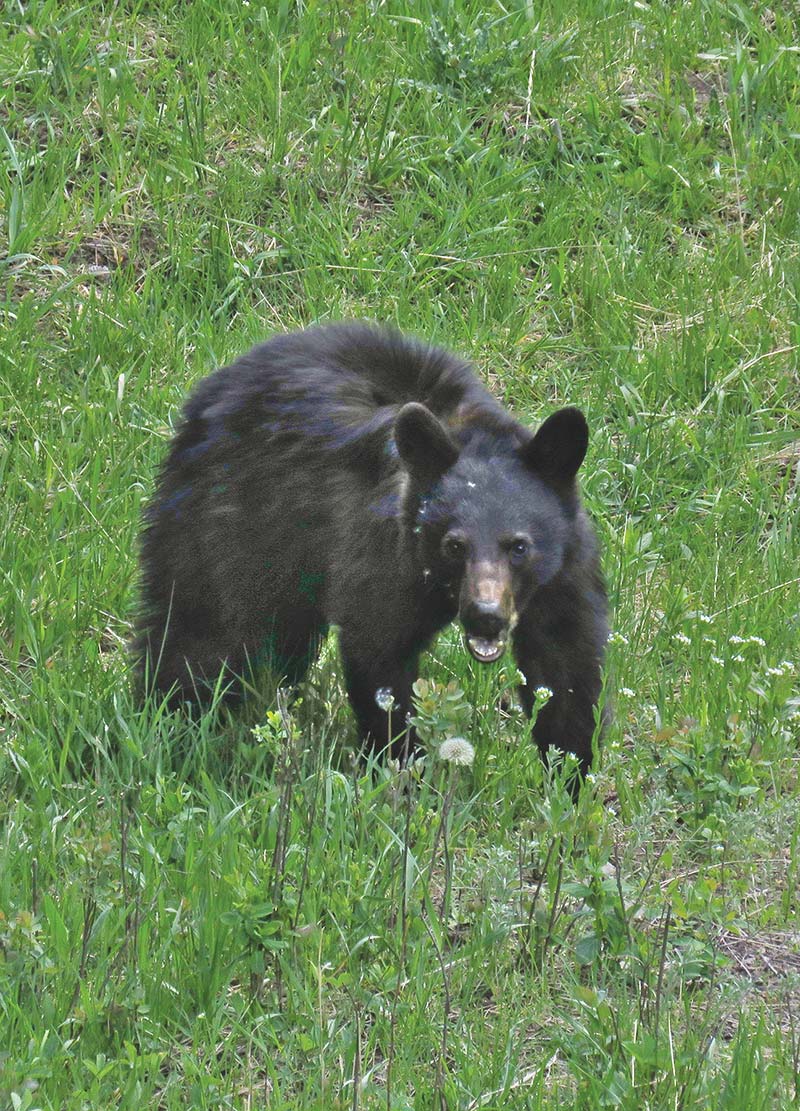 Wildlife-Watching See bison herds elk pronghorn antelope bears wolves and - photo 21