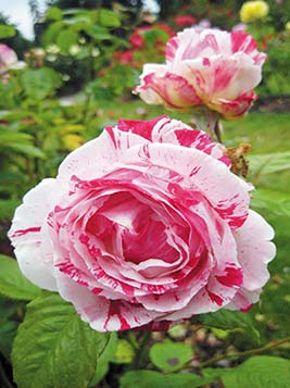 Point Defiance Park Rose Garden Tacoma Skagit Valley in berry season What - photo 8