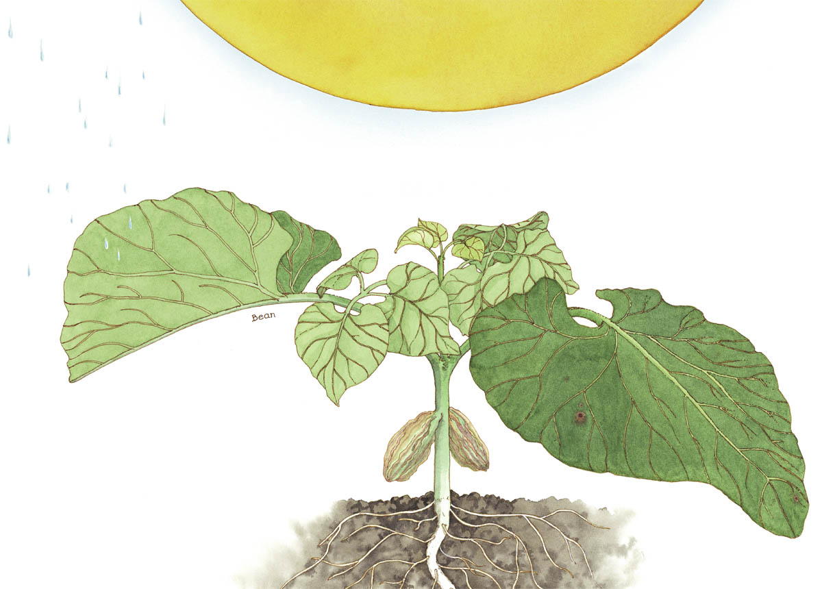 Plants make their own food through a process called photosynthesis Inside - photo 17