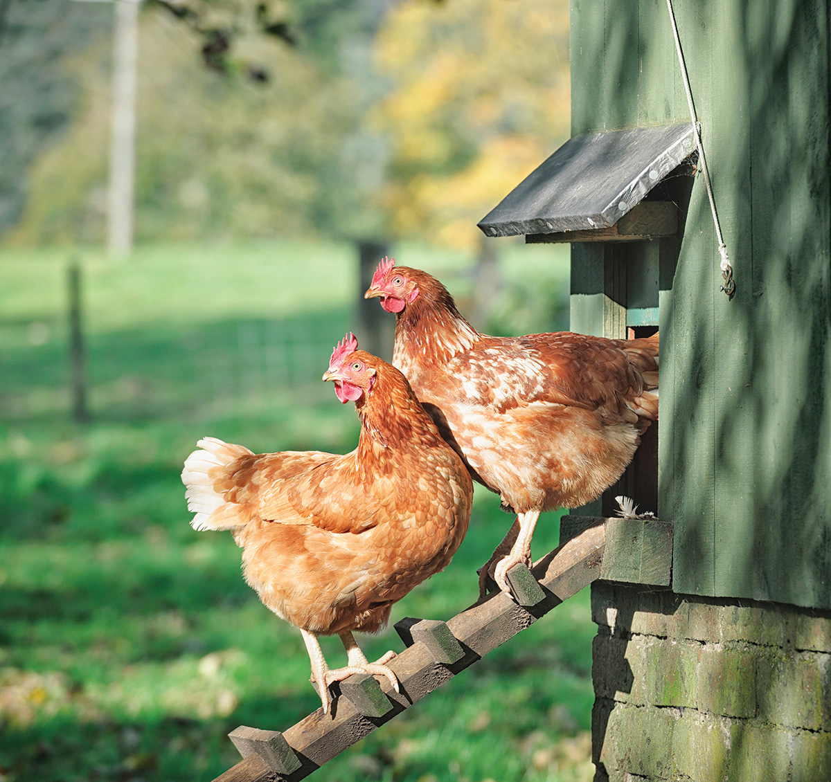 Backyard Livestock - image 3