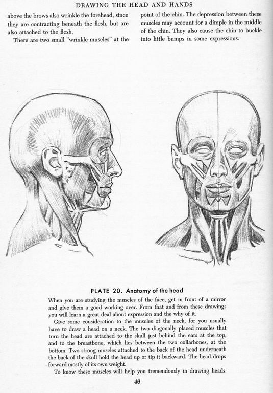 How To Draw The Head and Hands - photo 41