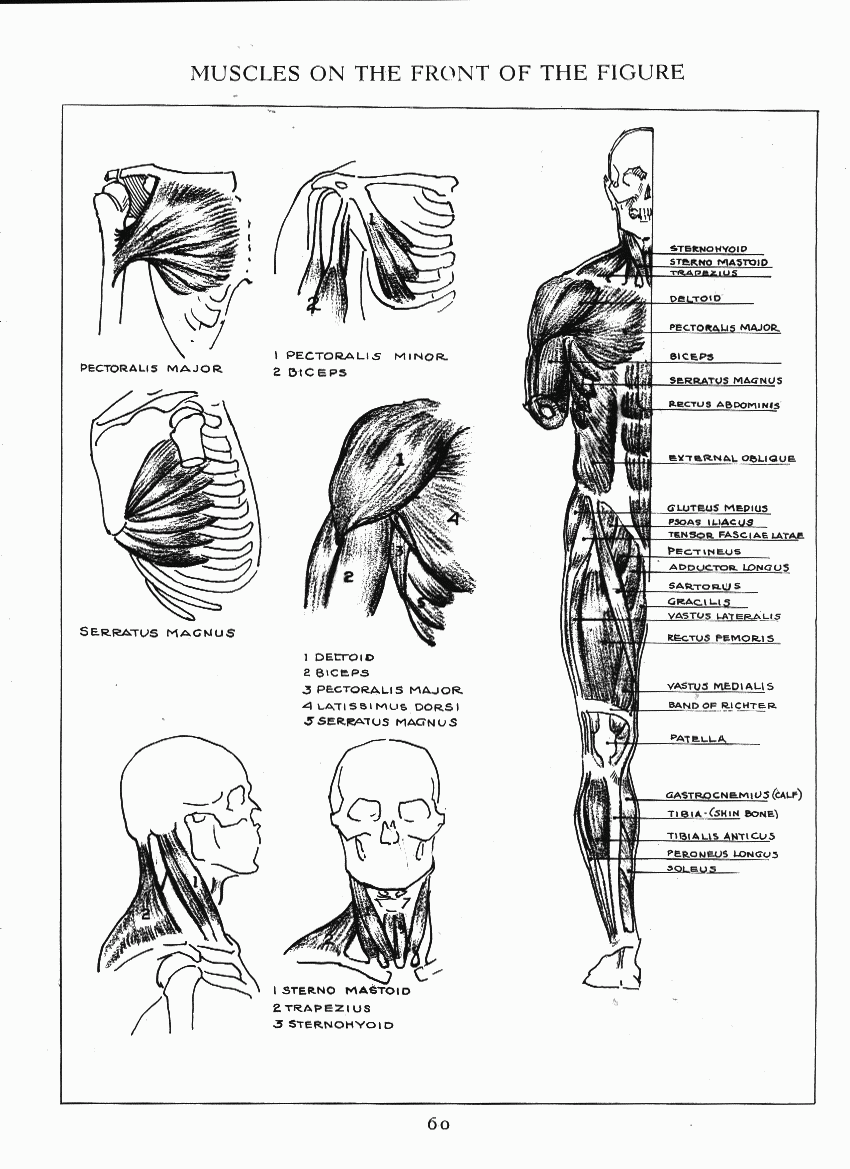 How to Drawing The Figure - photo 53