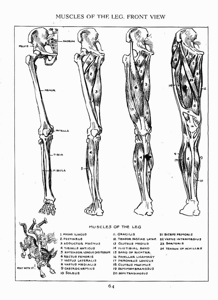 How to Drawing The Figure - photo 57