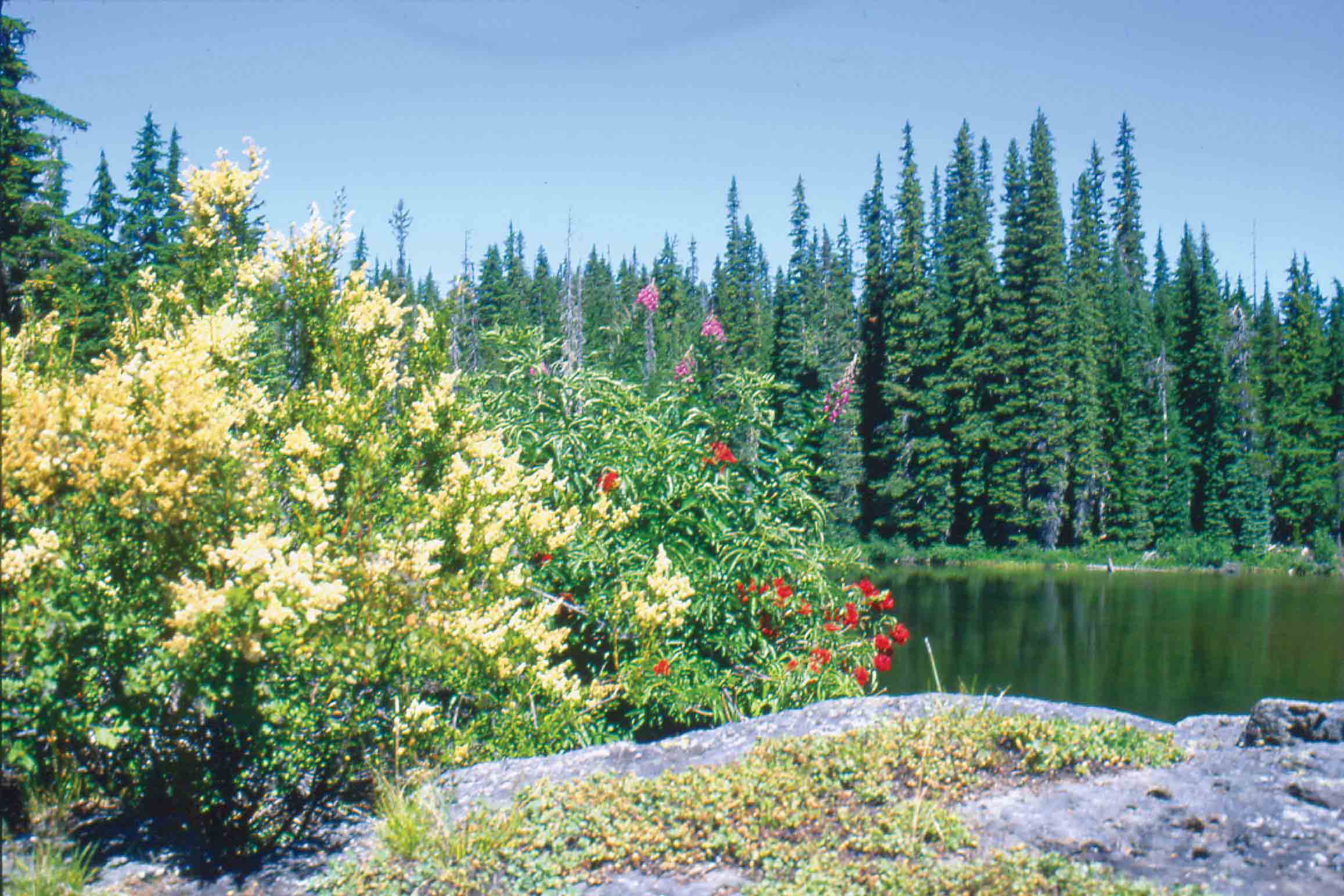 Colorful display at Horse Lake Three Sisters Wilderness Mount - photo 11