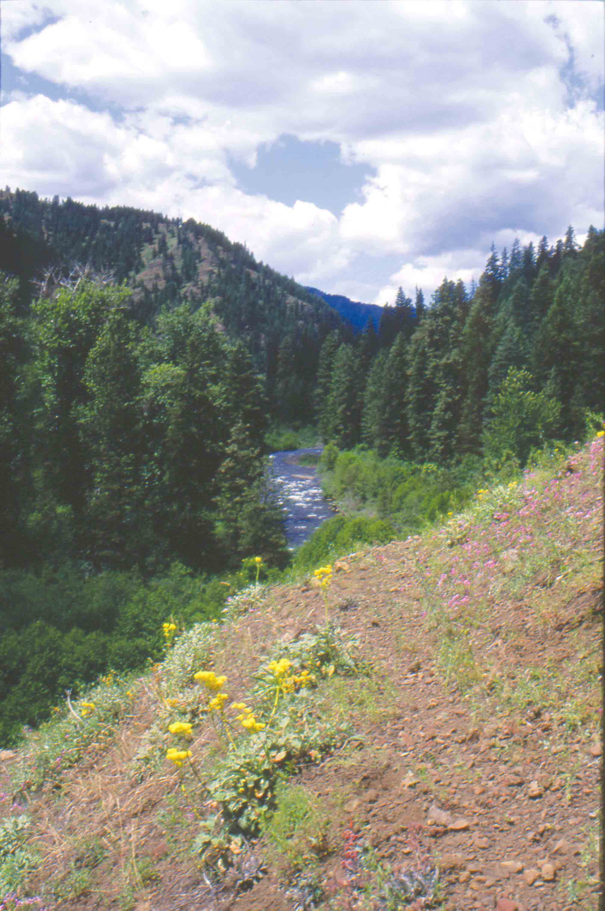 Wenaha River Canyon near Slick Ear Creek Wenaha-Tucannon Wilderness - photo 16