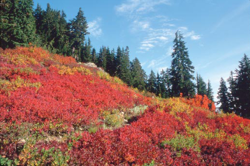 Fall color above Anderson Pass Olympic National Park Forest floor along - photo 8