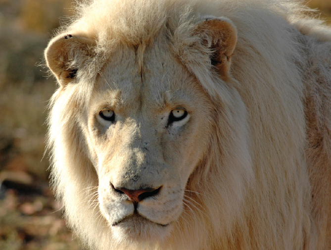 Light just catches side of white lions face Backlighting of setting sun in - photo 3