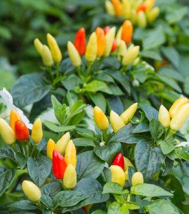 CHILLIES Chilli peppers are the fruit pods of perennial woody-stemmed shrubs - photo 6