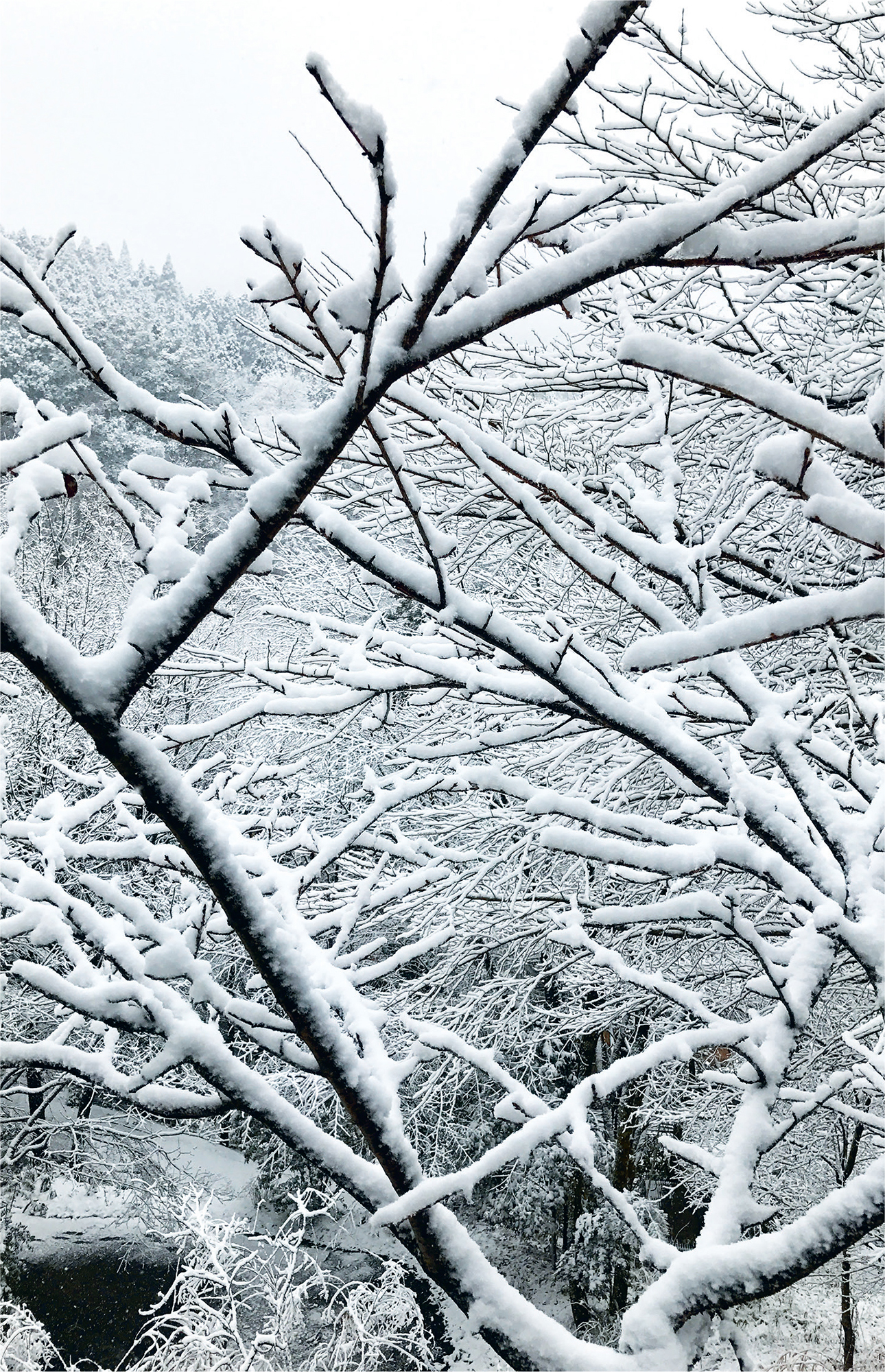 It was the berries left behind in the winter that held a special fascination - photo 3