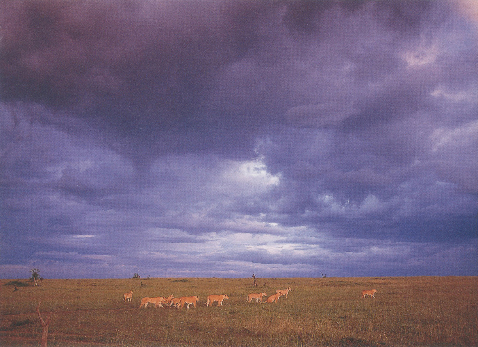 2004 by John Seidensticker and Susan Lumpkin Photographs 2004 by Art Wolfe Copy - photo 2