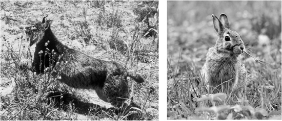 Critically endangered Iberian lynx Lynx pardina rely on European rabbits - photo 2