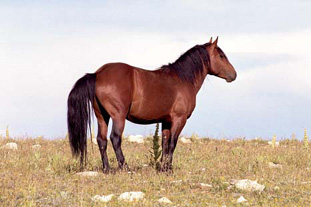 LIVING FREE in a wild land is the birthright of all of Americas mustangs To - photo 7