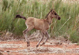 Contents Foreword How gorgeous are the wild horses of the Pryor Mountains - photo 3