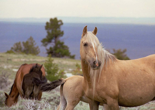 BLANCA AND FOAL Shielding her foal Blanca sniffs the wind PREFACE The - photo 6