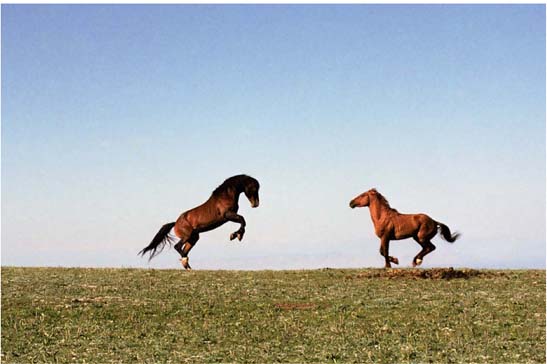 Contents Foreword How gorgeous are the wild horses of the Pryor Mountains - photo 4