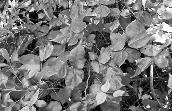 Visiting hikers may wonder about alligators and snakes but poison ivy should - photo 6