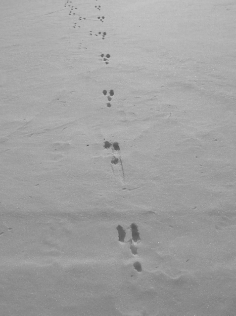 All things are engaged in writing their historyNot a foot steps into the snow - photo 4