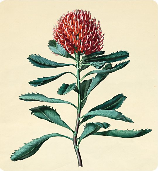 Two members of the protea family an Australian waratah and a South African - photo 8