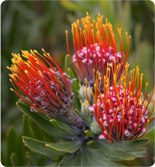 Two members of the protea family an Australian waratah and a South African - photo 9