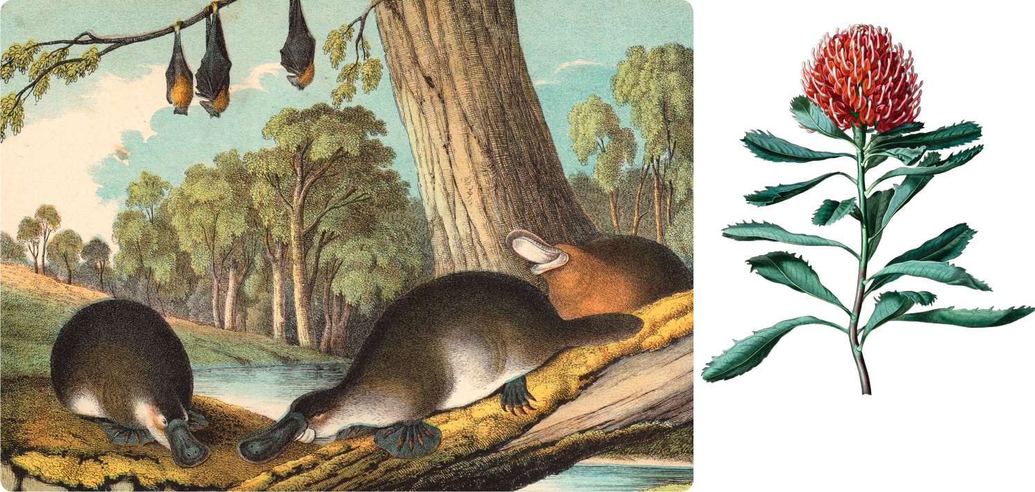 Australia has unique animals and plants including the platypus and the - photo 6