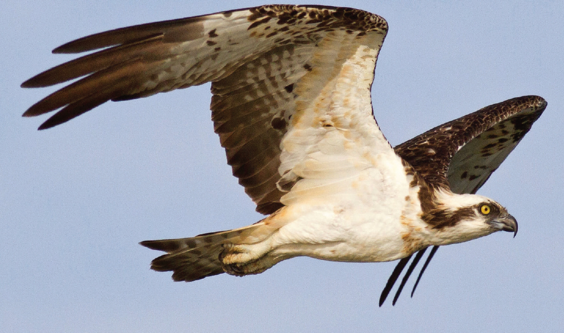 Meet the Osprey Ospreys catch a range of fresh and saltwater fish from on - photo 4