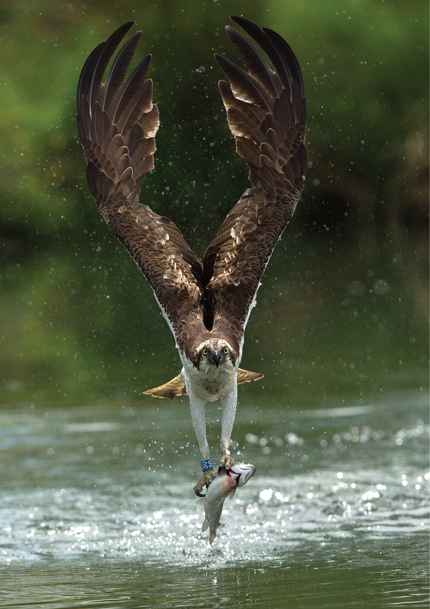 Ospreys catch a range of fresh and saltwater fish from on or just below the - photo 5
