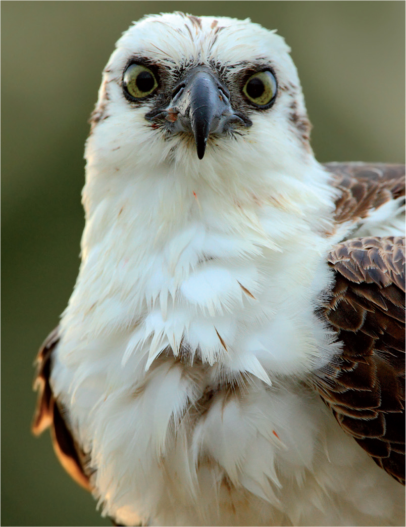 Pandion haliaetus ridgwayi the subspecies of Osprey that occurs in the - photo 6