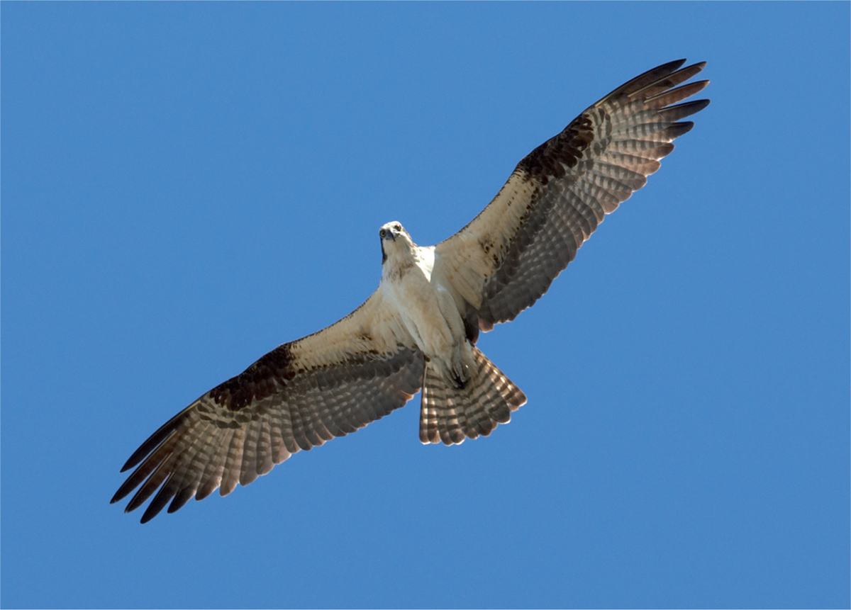 Most Ospreys from northern regions migrate south for the winter Amazingly - photo 7