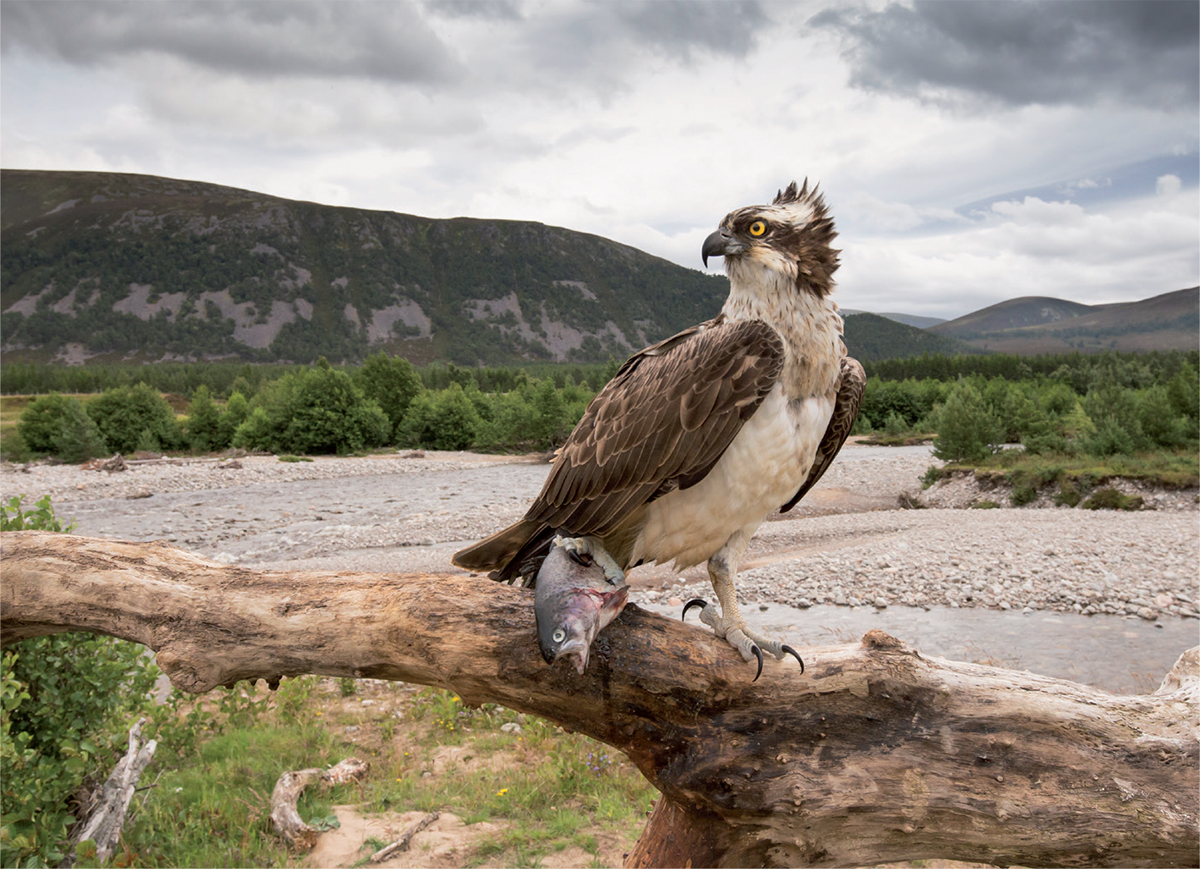 Ospreys catch their prey in a range of different habitats along rivers in - photo 8