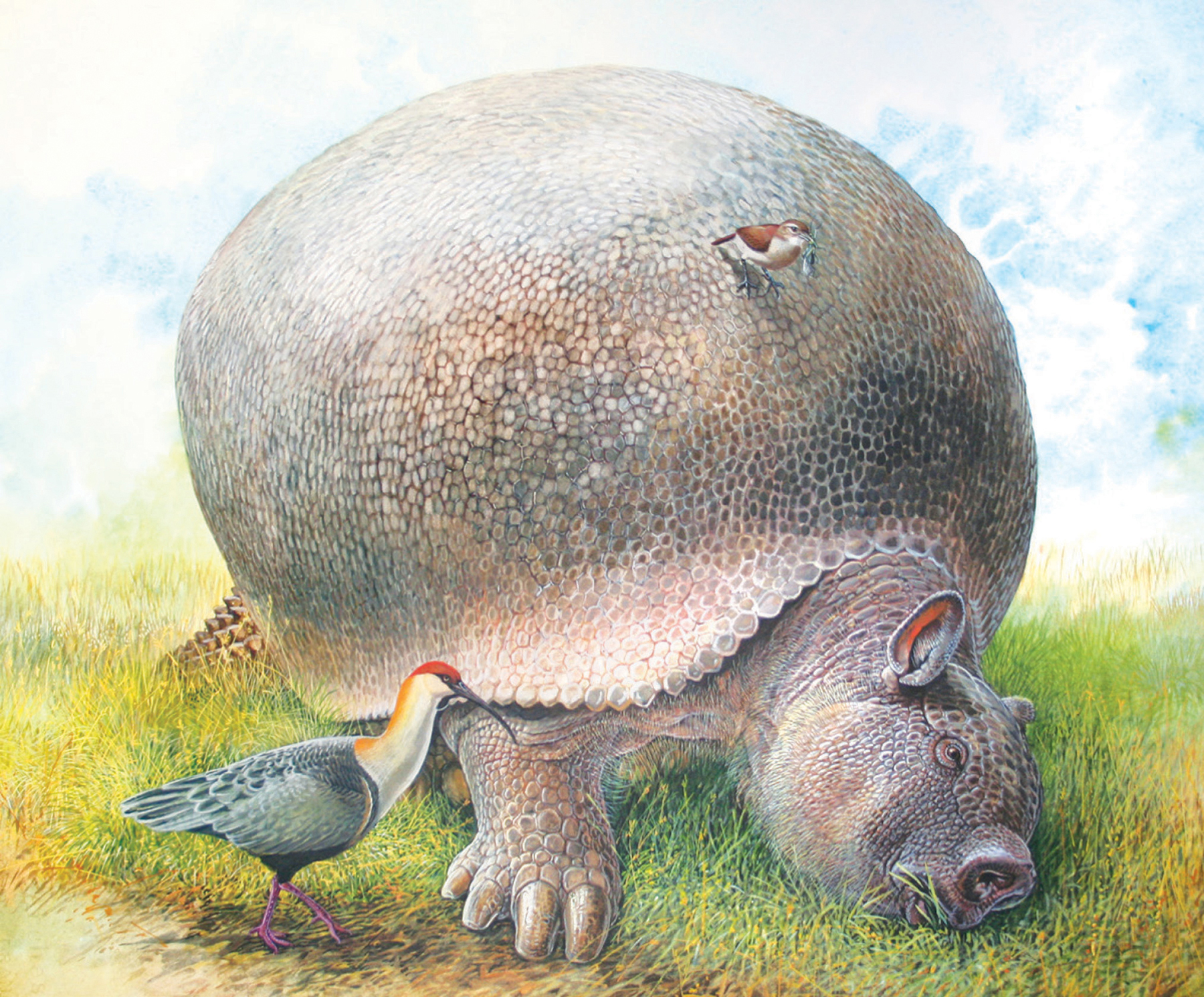 Key-foot glyptodon Glyptodon clavipes South America The rufous oven bird on - photo 5