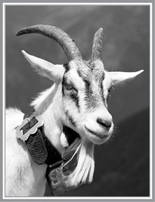 Introduction The prospect of raising dairy goats conjures up images of dainty - photo 4