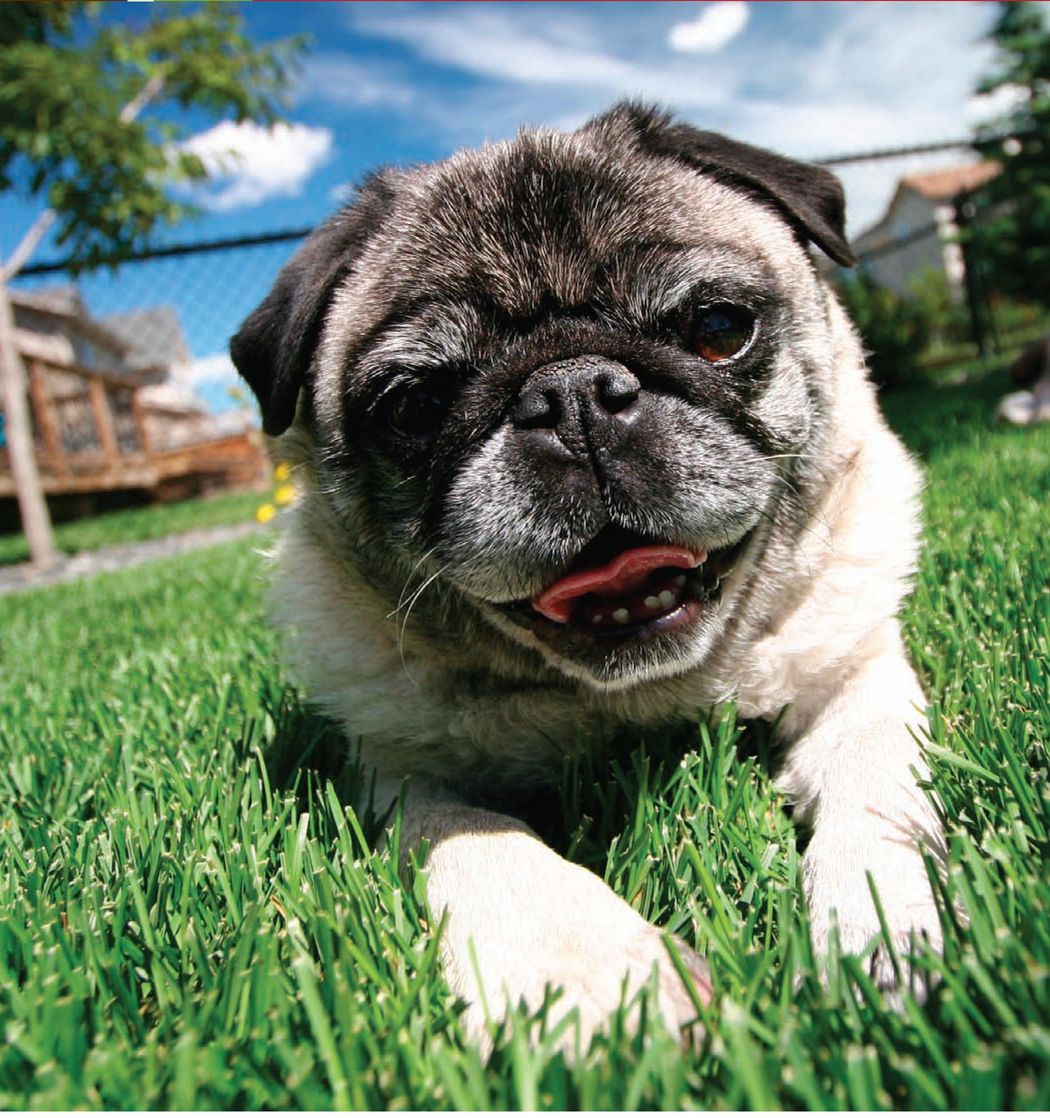 Pugs are possibly the luckiest dog breed on the planet They have their own - photo 5