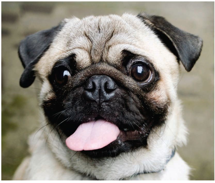 The Pugs bark is surprisingly deep for the breeds size Indeed a Pug is - photo 7