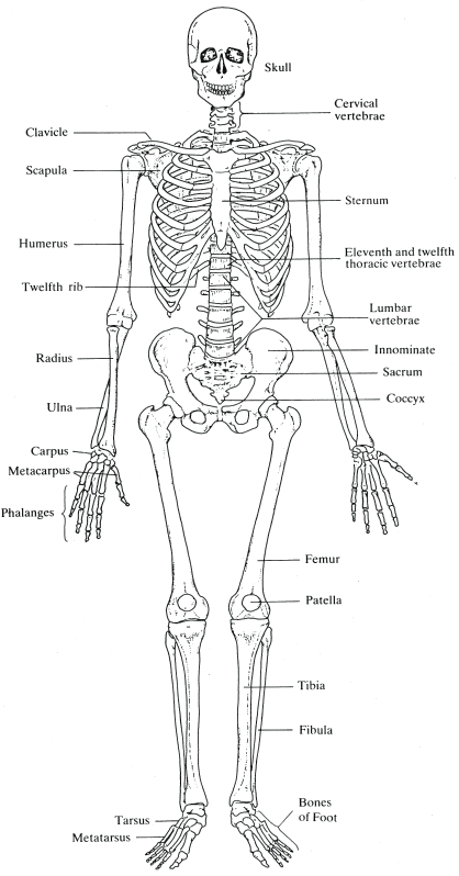 The human skeleton CHAPTER 1 The Study of Palaeopathology Disease is an - photo 2