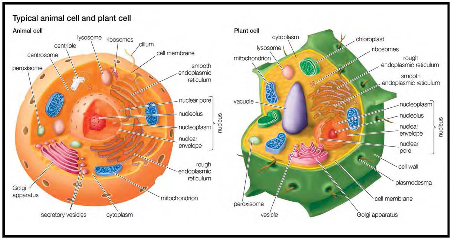 An animal cell left and a plant cell contain an array of organelles Some - photo 3