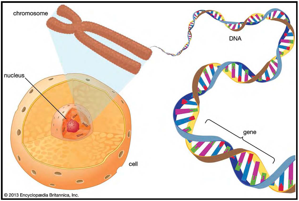 The nucleus of a eukaryotic cell contains structures called chromosomes Each - photo 4