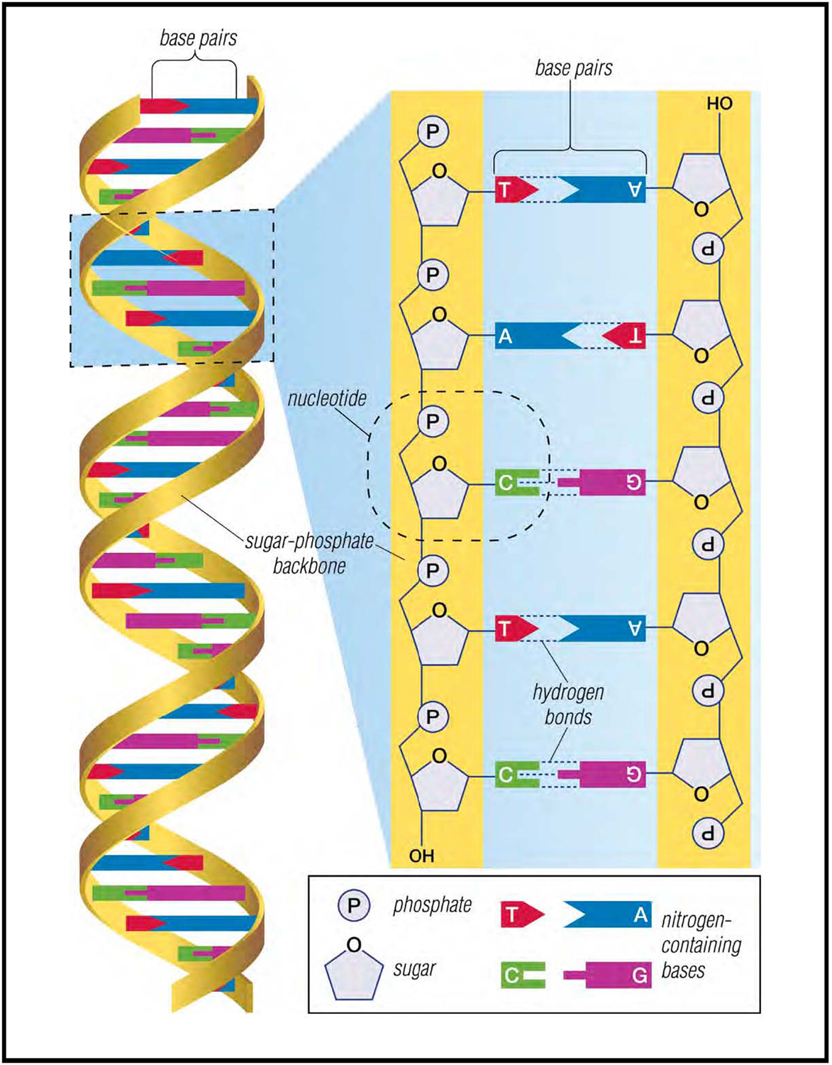 DNA left is formed of two nucleotide chains twisted into a double helix The - photo 5