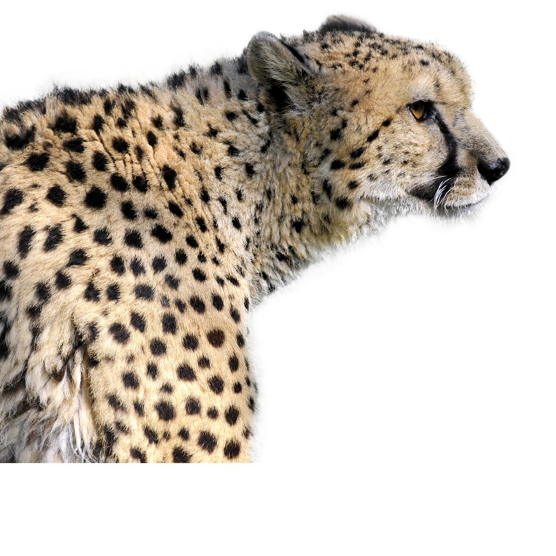 My favorite animals are cheetahs Would you like to learn about them - photo 3