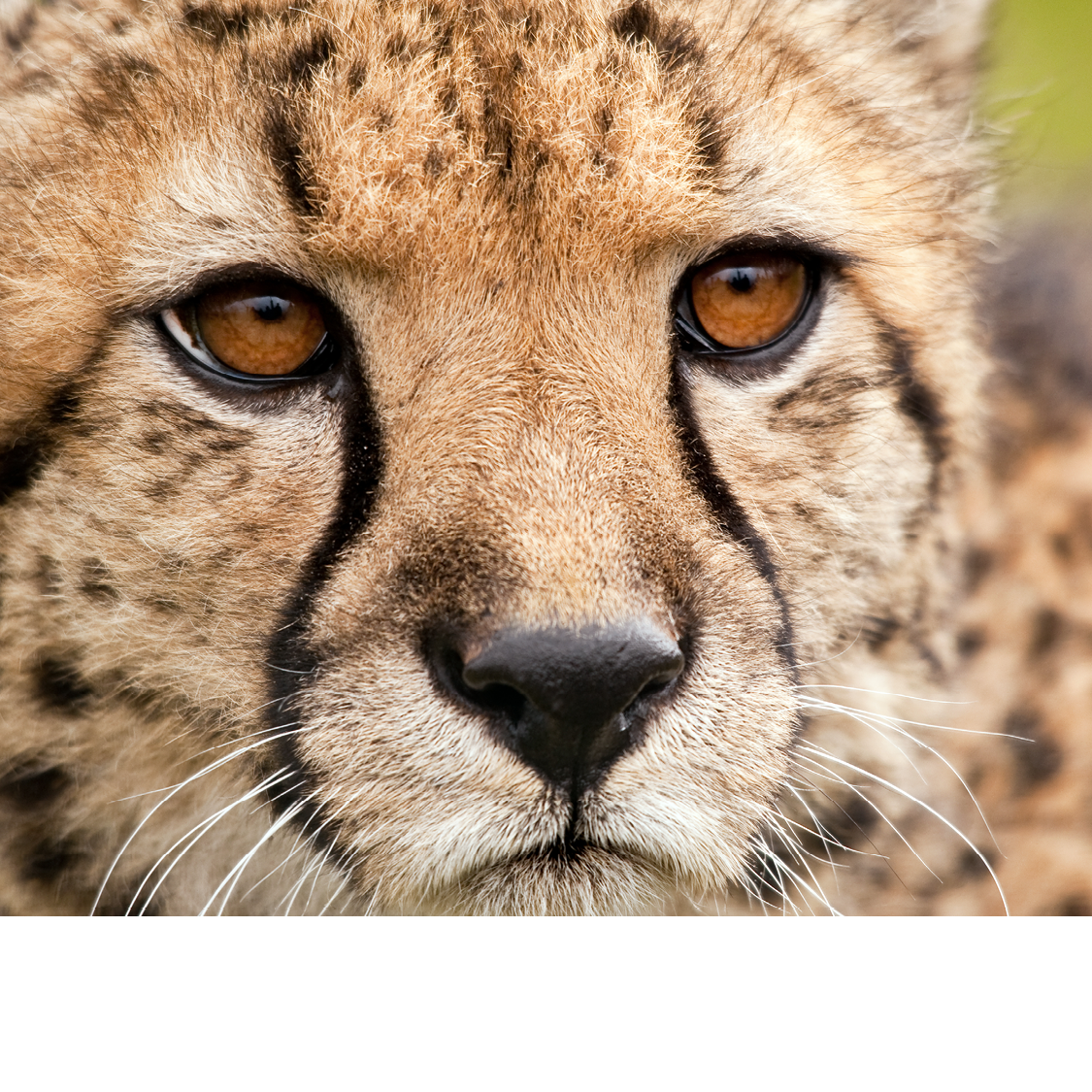 Black tear marks on the cheetahs face help keep sunlight out of its eyes It - photo 6