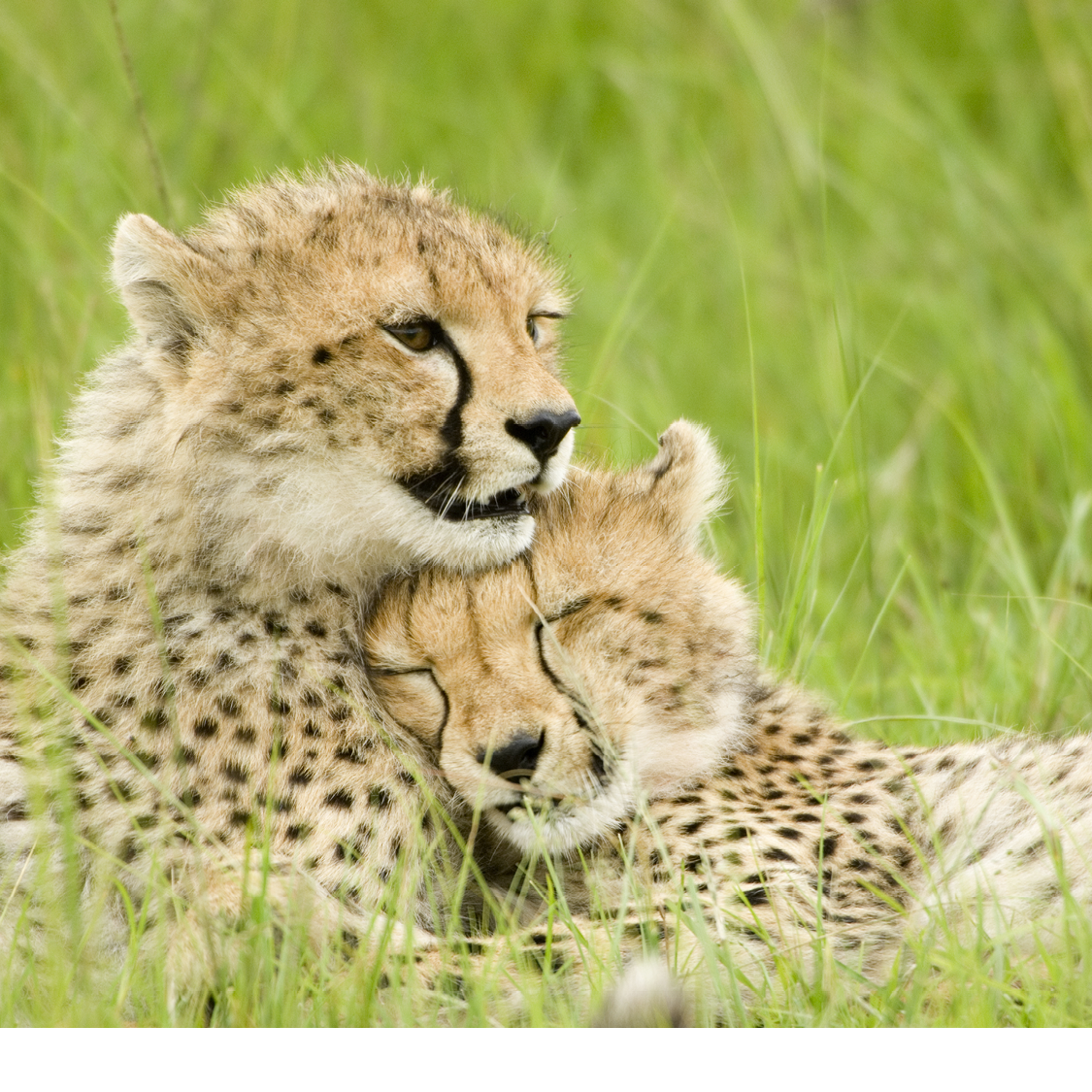 Most of the time cheetahs live alone Males may form a group called a - photo 14